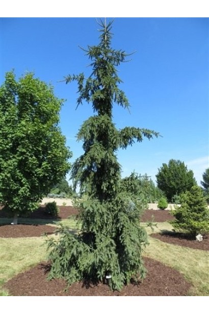 Ялина звичайна / європейська Ротенхаус